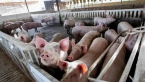 Plataforma digital de diagnóstico detectará peste porcina en República Dominicana