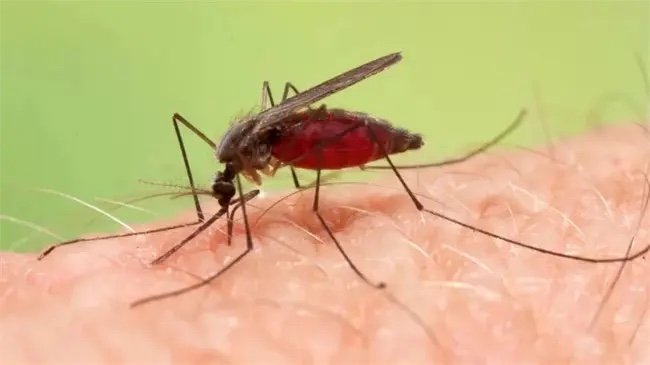 Boletín epidemiológico muestra reducción de malaria en República Dominicana