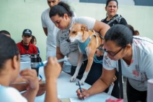 Alcaldía del Distrito Nacional esteriliza a 100 perros y gatos durante jornada de bienestar animal