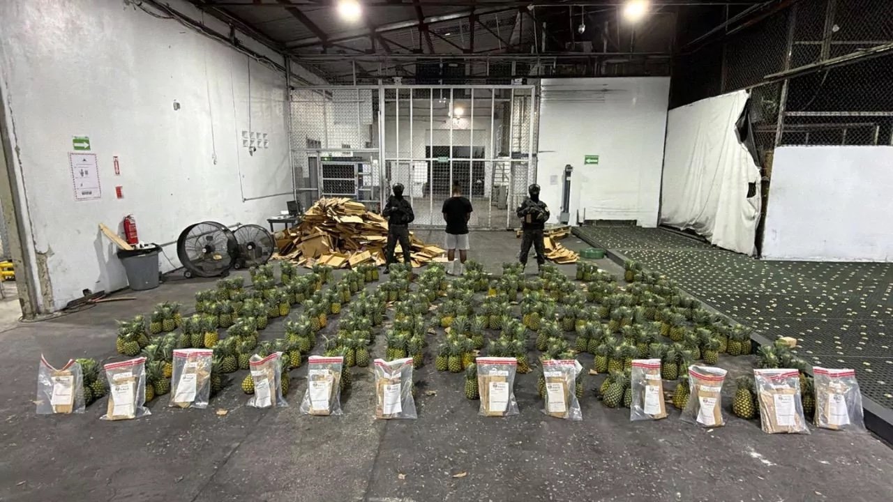 Decomisan droga oculta en cargamento de piñas que sería enviado al extranjero