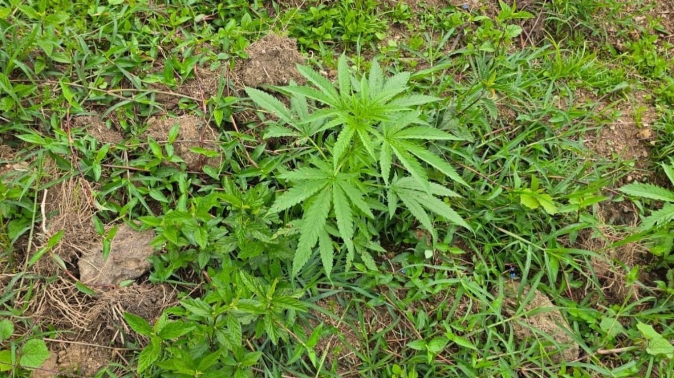 DNCD desmantela otro cultivo de marihuana en San José de Ocoa; dos detenidos