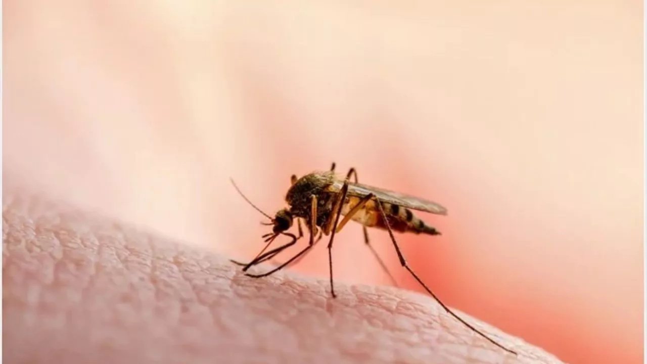 Temperatura, vegetación y especie de mosquito influyen en la circulación de la malaria aviar