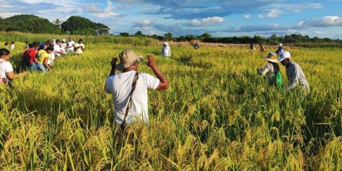 Productores de arroz esperan que el Gobierno mantenga protegida la producción nacional